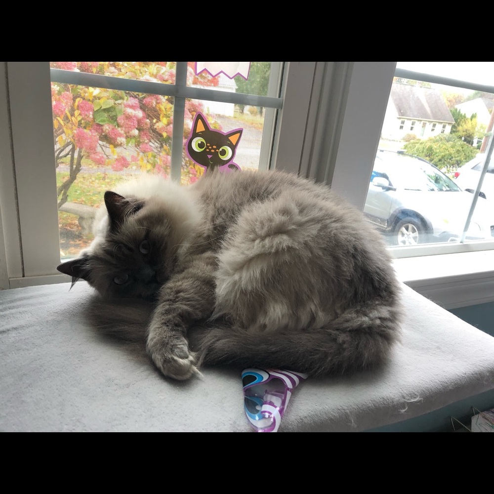 Meet your Posher, Maya